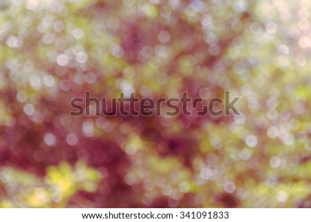 Colourful spark and blow natural soft colour bokeh  with sunlight for abstract romantic blurred background