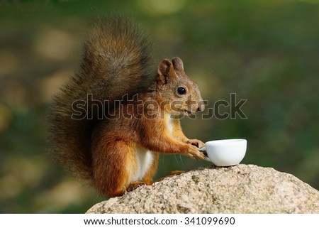 squirrel with a cup in the foot