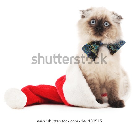 Cat in Christmas hat isolated on a white background.