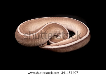 Ball python or Royal python - Python regius - Cinnamon Soulsucker morph