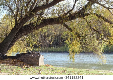 Autumn trees on the banks of the Danube River