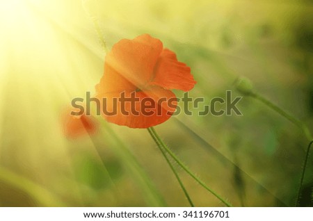 Red poppy in a green grass field with sunlight, natural floral vintage background