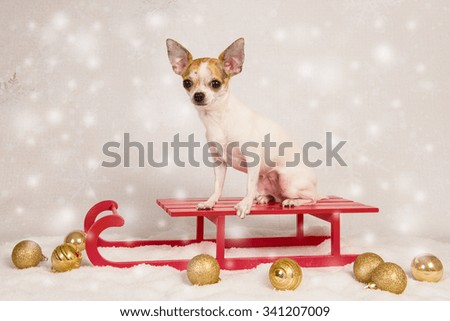 Christmas card with chihuahua dog on a red sled in a christmas scene