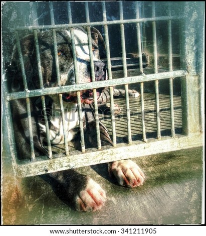 Sad And Lonely Pit Bull Caged In A Locked Pen At An Animal Shelter Waiting For Adoption