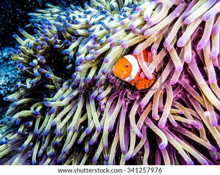 Clownfish peaking out of an anemone. Taken while diving at the Great Barrier Reef, Queensland, Australia. Royalty-Free Stock Photo #341257976
