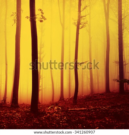Fire yellow  red saturated autumn season foggy forest.
