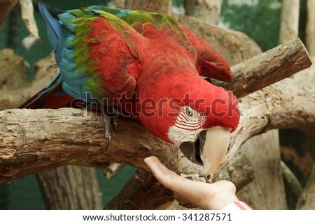Feeding Ara Macao parrot from the hand