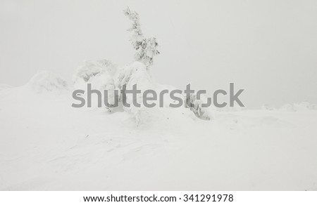 Foggy forest in winter, foggy landscape