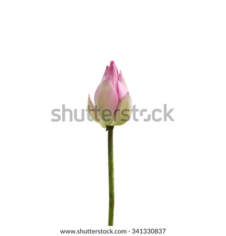 Lotus flower plants in thailand (Indian Lotus, Sacred Lotus, Bean of India),isolated on white background, with clipping path