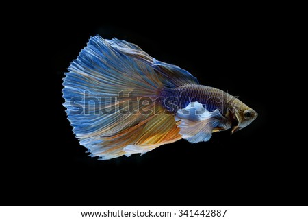 Colorful of siamese fighting fish 