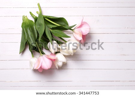 Fresh tender  spring white and pink  tulips  on white  painted wooden background. Selective focus. Place for text.