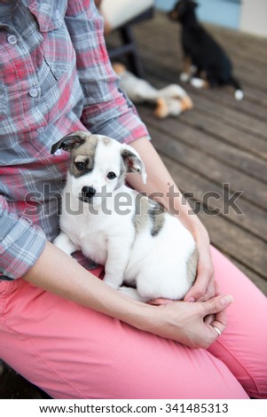 Small Terrier Mix Puppy with Relaxing on Woman's Lap Outside
