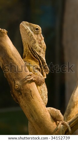 Lizard on a wood. Blurred background. Chlamydosaurus kingii.