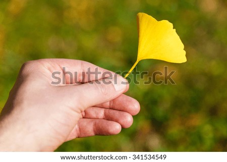 Hand holding yellow leaf of Ginkgo Biloba in the Autumn. Natural blurred background.