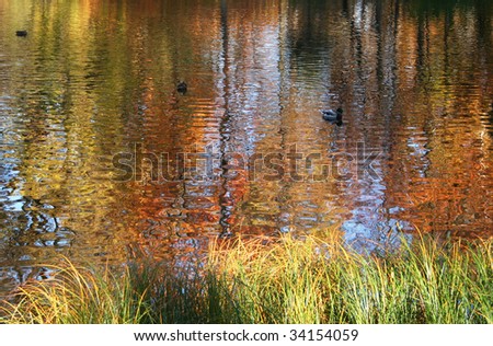 Golden autumn in Russia. Reflection in water and ducks