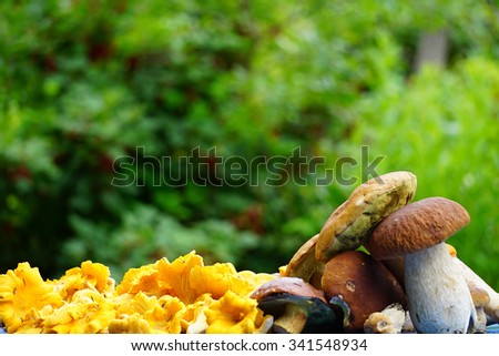 Mushrooms on a bright green blurred background