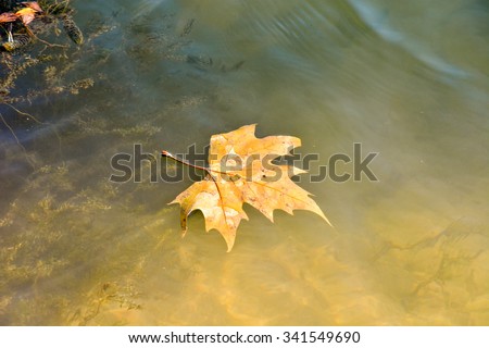 Photo Picture of a Single Maple Leaf Floating, 
