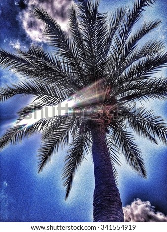 Looking up through a palm tree with the sum shining through it