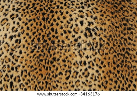 close-up of leopard skin, use as background