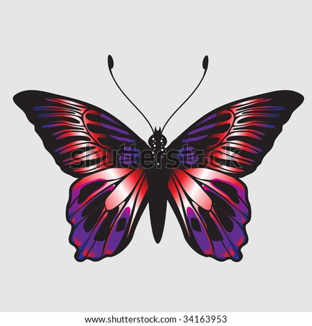 Vector Illustration of detailed Brightly colored butterfly.