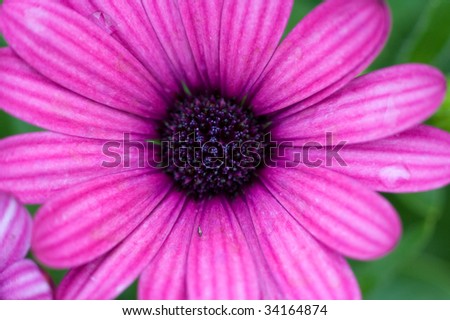macro purple chrysanthemum, with focus on flower center