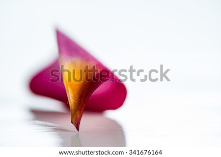 Pink frangipani flower petal isolated on white background