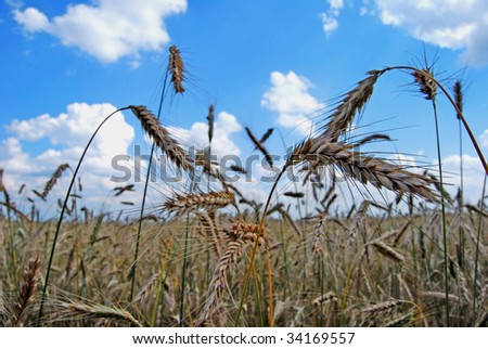 field crops
