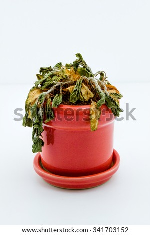 One dead plant in pot isolated on white background Royalty-Free Stock Photo #341703152