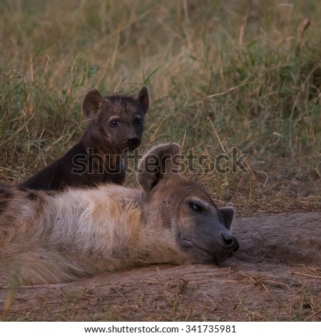 Hyena mother resting with cub in Masai Mara National Park Kenya