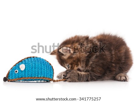 Cute siberian kitten with colored toy mouse isolated on white background