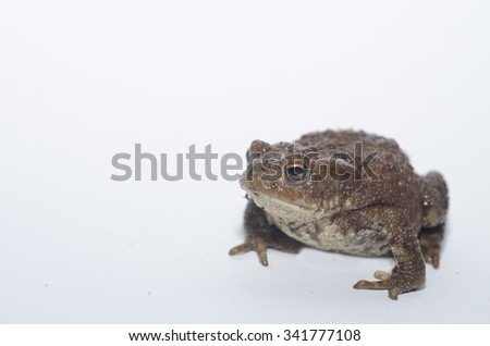 Common Toad on white