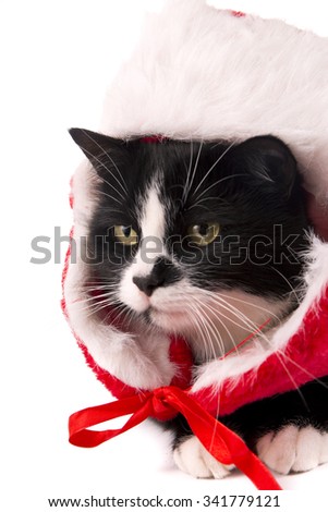 Cat in Christmas hat on a white background