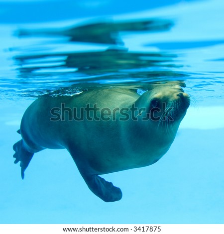 Picture of a seal swimming under water