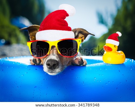 jack russell dog at the the beach in water wearing a santa claus hat on christmas holidays , yellow rubber duck as companion and friend
