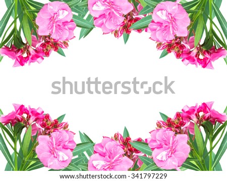  Border of pink flower, Nerium oleander L., isolated on white background
