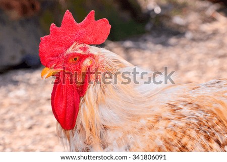 Photo Picture of the Classic Italian Chicken Animal Bird