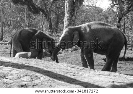 Elephants are large mammals of the family Elephantidae and the order Proboscidea. 
Two species are traditionally recognised, the African elephant 
and the Asian elephant Elephants are herbivorous 