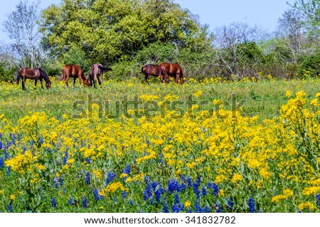 Bright Yellow Cut Leaf Groundsel (Packera tampicana), White Poppies, and a Few Bluebonnet (Lupinus texensis) Wildflowers in a Texas Pasture with Brown Horses Grazing.