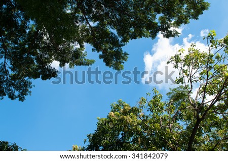 soft focused,silhouette tree with blue sky
