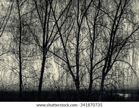 Rows of growing birch trees create a silhouette against a blue and pink sky at sunset in Monochrome black and white