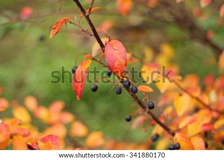 autumn bush with blue berries