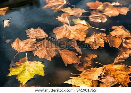 Autumn leaves in water autumn footage