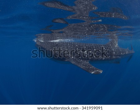 Whale Sharks Isla Mujeres Mexico
