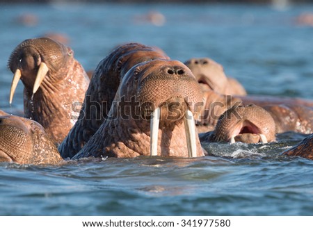 Walrus at Dezneva Bay, Russia