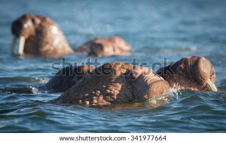 Walrus at Dezneva Bay, Russia