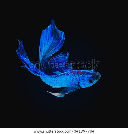 Betta fish, siamese fighting fish, betta splendens  isolated on black background