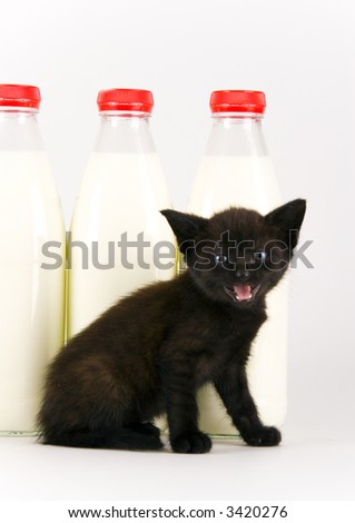 Black Cat & Milk
