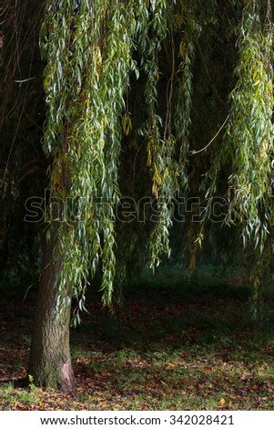 Weeping willow tree on sunny autumn day in Oxford University Parks, fall landscape with colorful foliage, beautiful background
