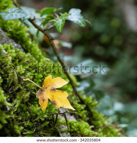 Yellow beech leaf on a with moss overgrown in autumn