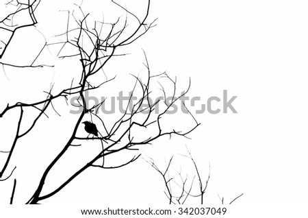 Silhouette birds on tree wire